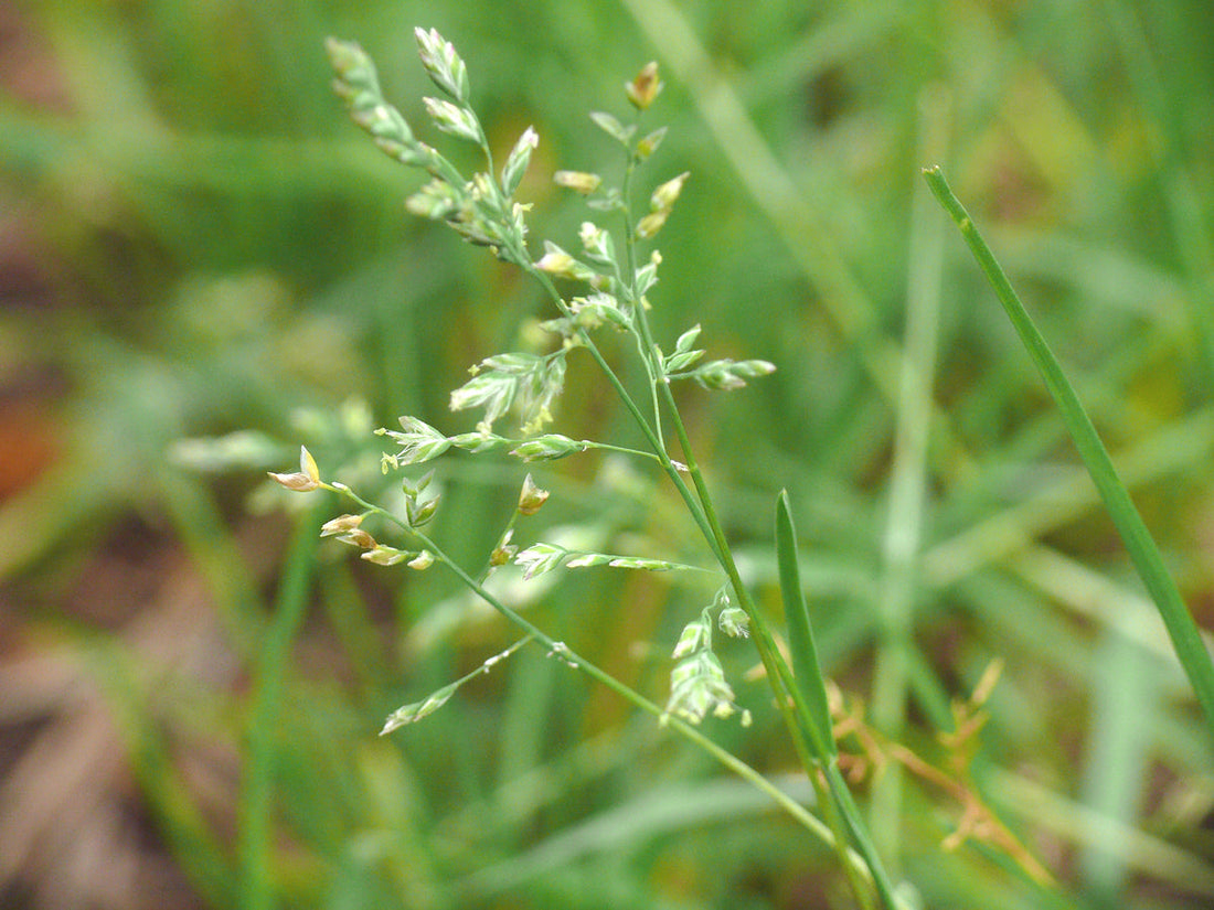 How To Deal With POA Annua In Your Lawn