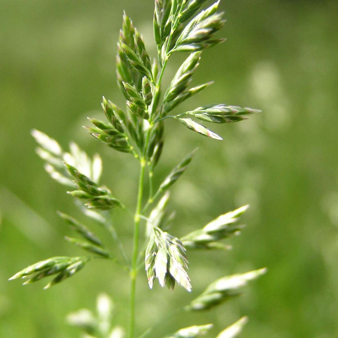 Verticutting away POA (Annual Meadow Grass)