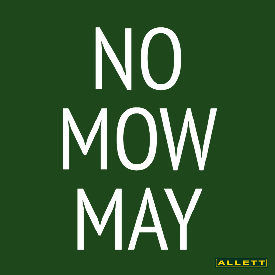 No Mow May: Why It's A Bad Idea and What Can You Do Instead?