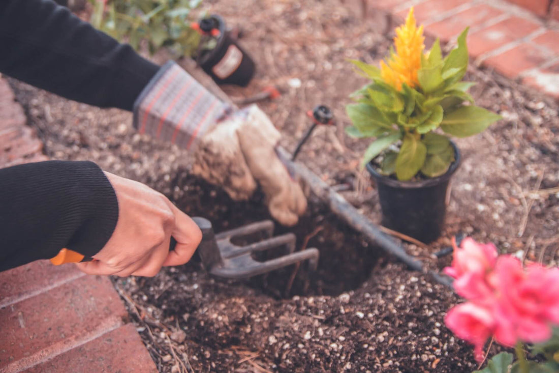 Garden Jobs To Do In Self-Isolation